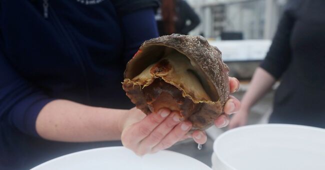 How scientists are using a 'romantic solution' to save endangered white abalone