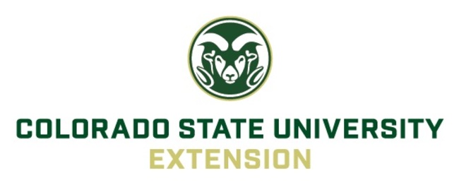 Ips Beetles and how to prevent them