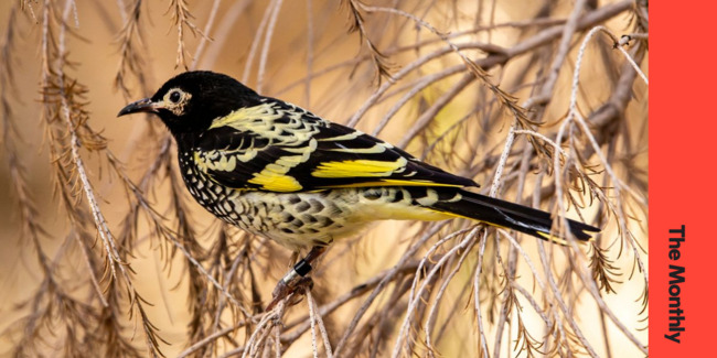 How lockdowns rekindled our need to sing together