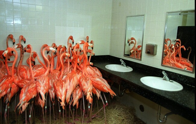 Flamingos sheltering in a bathroom for a hurricane? Call it tradition.