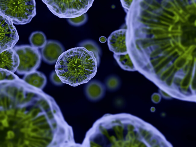 A common parasitic disease could change a person's mind on politics