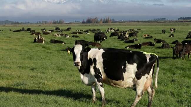 New Zealand's plan to tax cow burps condemned by farmers