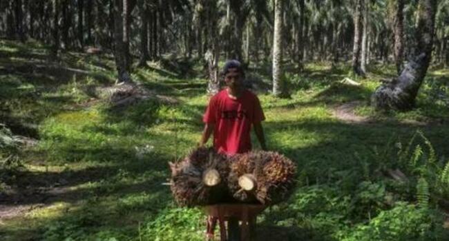 BlackRock ESG Hypocrisy Exposed: Firm Backs Palm Oil Producer With History Of Abuses