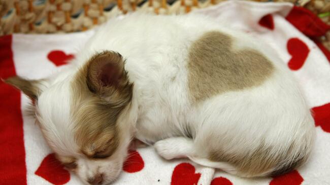 Is your empathy exhausting you?